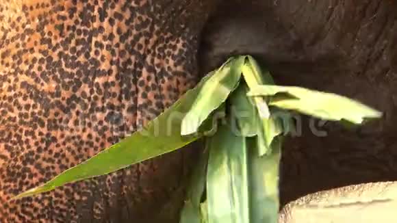 4一只亚洲大象在热带森林营地吃竹子的特写镜头视频的预览图