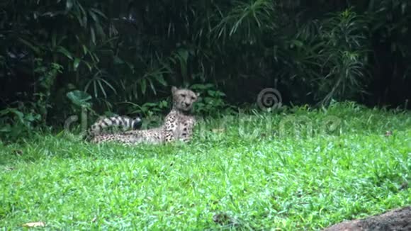 猎豹或猎豹躺在动物园的草地上视频的预览图
