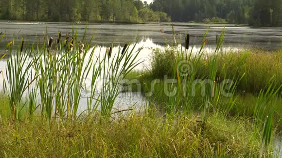森林湖畔夏日闷热中午绿芦苇在风中摇曳平静的夏日风景4K视频视频的预览图