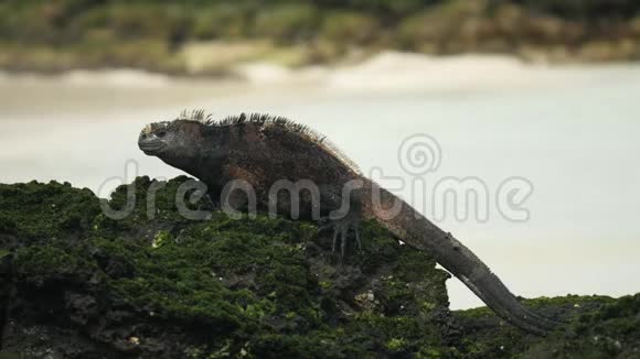加拉帕戈斯圣克里斯托巴尔岛海岸的海洋鬣蜥视频的预览图