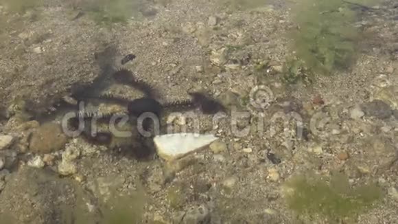 4K英国海星台湾垦丁海滩的黑海星视频的预览图
