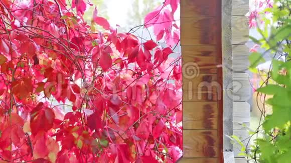 秋天在阳光下的野葡萄视频的预览图