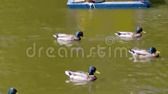 从左到右漂浮在城市池塘上的几个德拉克斯快关门镜头跟随鸟儿大自然视频的预览图