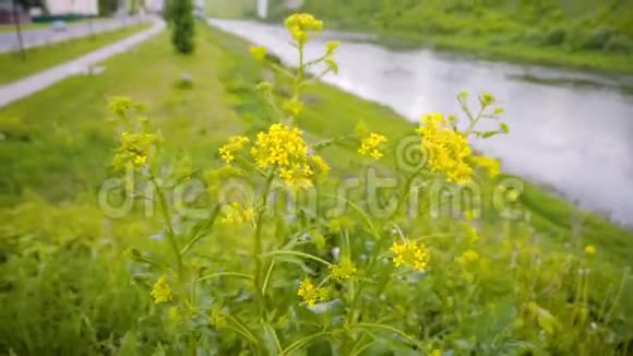 在城市的河岸上一个美丽的黄色灌木丛在风中强烈弯曲季节工厂特写视频的预览图