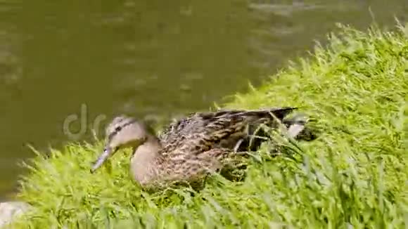美丽的灰鸭在绿草上下到水里然后游过水很不错的特写凸轮视频的预览图