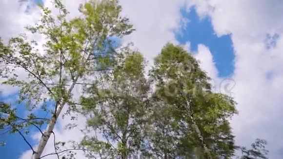 从三棵高大美丽的白桦树的土地上看到令人惊叹的景色这些白桦树在强烈的天气非常好视频的预览图