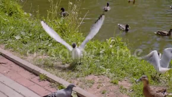 一只厚颜无耻的海鸥从和人一起扔的鸭子身上偷鸭子非常酷的稀有框架在缓慢运动鸟类靠近视频的预览图
