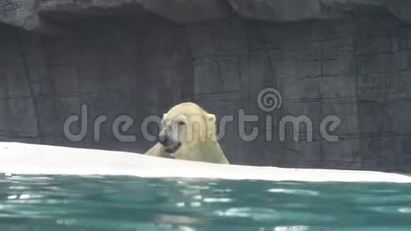 北极熊出水去动物园吃鱼视频的预览图