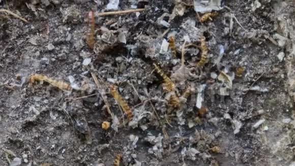 在地上发现的白虫幼虫超级虫视频的预览图
