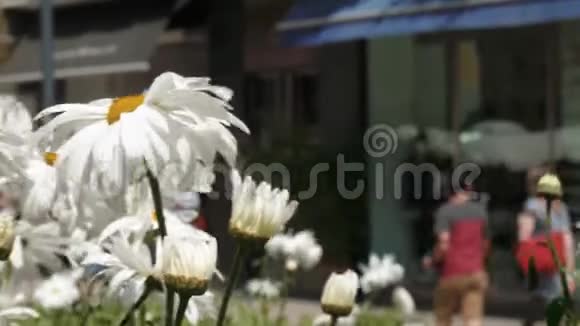 意大利米兰科索科莫的人们吃喝前景中的花朵柔和的焦点全景视频的预览图