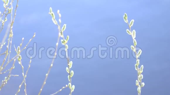 柳枝在河流的背景下绽放特写复制空间复活节视频的预览图