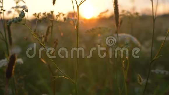 夕阳西下的野花在乡间慢悠悠地视频的预览图