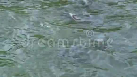 4K近距离喂养台湾池塘中的鲤鱼视频的预览图