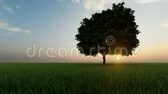 金色的一棵树在日落的黑暗背景草地背景日出背景黑暗的背景国家观点野野野视频的预览图