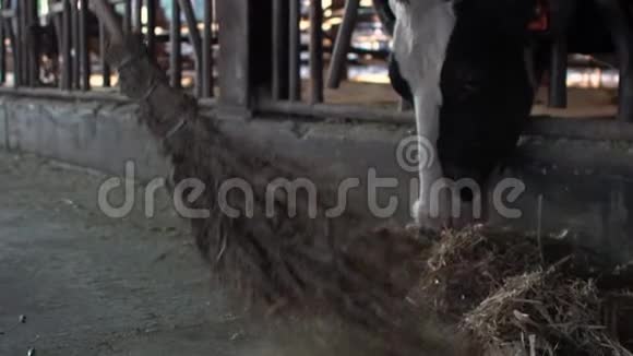 奶农用木扫帚清洁现代马厩的缓慢动作视频的预览图