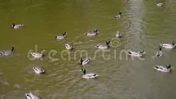 许多鸭子在靠近海岸的池塘里游泳等待人们扔食物当人们投掷饲料鸟时他们匆忙地比赛视频的预览图