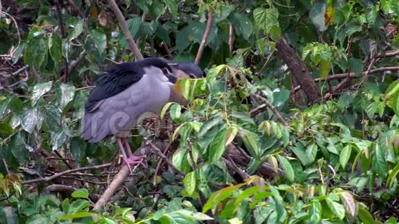 慢动作鸟黑冠夜鹭生活在绿树上视频的预览图