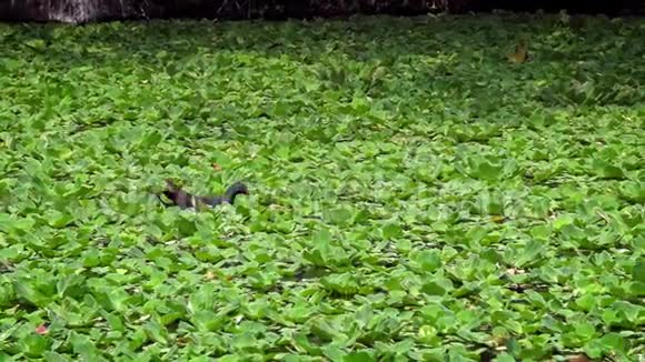 普莫伦正在池塘里游泳成年五爪蟾视频的预览图