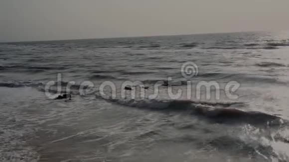 灰色的大海海鸥在夏天飞翔力浪在岸边形成泡沫冲浪太阳道地平线蓝色视频的预览图