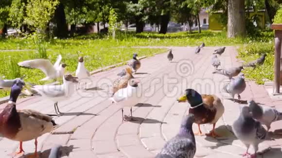 德雷克被鸽子和海鸥包围着吃着他扔给人们的一条面包精彩的稀有镜头很酷的鸟视频的预览图