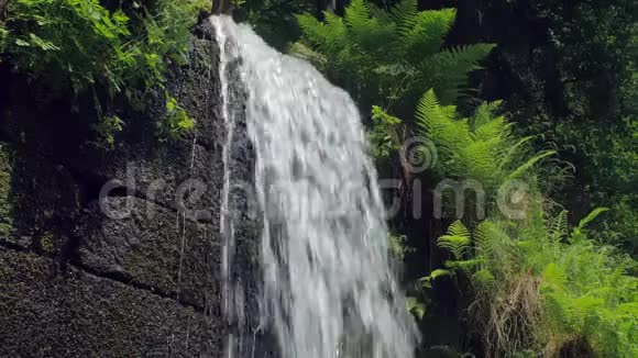 瀑布流过石砖墙蕨类植物在周围生长视频的预览图