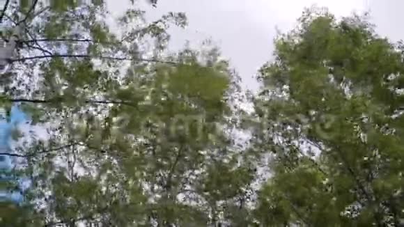 美丽迷人的桦树公园在强烈的风的推动下弯曲背景中的云彩和天空飓风大风波乌视频的预览图