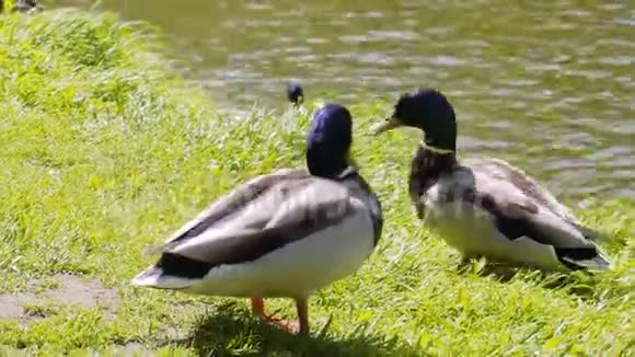 城市公园里罕见的鸭子和鸭子的特写镜头录像是长镜头拍摄的奇妙的城市鸟视频的预览图