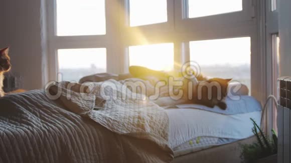 美丽快乐的黑发女人躺在床上她的缅因猫醒来伸展在她的房间期间视频的预览图