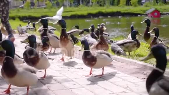 鸭子鸽子和海鸥在城市池塘的岸边觅食人们给他们扔食物许多鸟聚集在一个地方视频的预览图