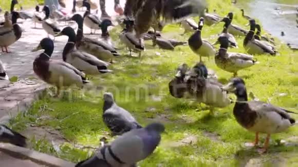 公园里城市池塘的岸边有一大群鸭子特写镜头回放缓慢视频的预览图