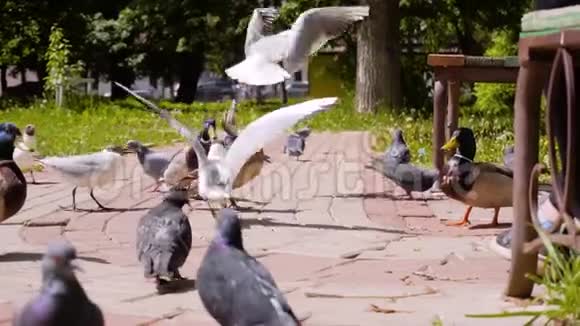 海鸥和鸭子为人们扔给他们的食物而战慢动作的酷帧池塘边的城市公园里的鸟视频的预览图