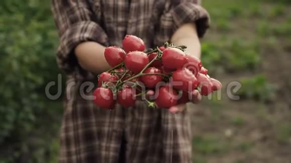 女人的双手握在成熟的樱桃番茄的手心在夕阳的灯光下在农场里滴着水珠夏日美食丰收关门视频的预览图