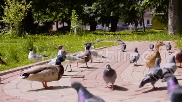 赛克斯和鸭子在城市公园里争夺食物人们在城市公园里向鸟扔面包视频的预览图
