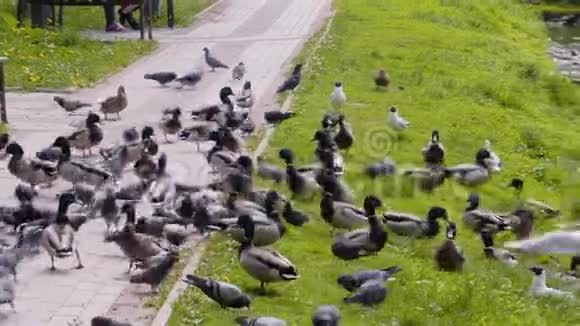 池塘附近的城市公园里有一大群鸭子鸽子和海鸥美丽的城市鸟他们离人民很近视频的预览图