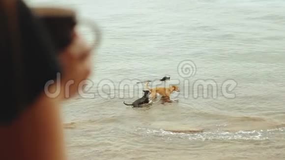 独自一人的女人早上在阳台上喝咖啡或茶有蓝色的海景狗在海水中玩耍快速的视频视频的预览图