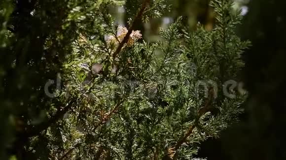 云杉或松树在阳光下的绿色刺枝美丽的绿色云杉在花园的夏季森林植物视频的预览图