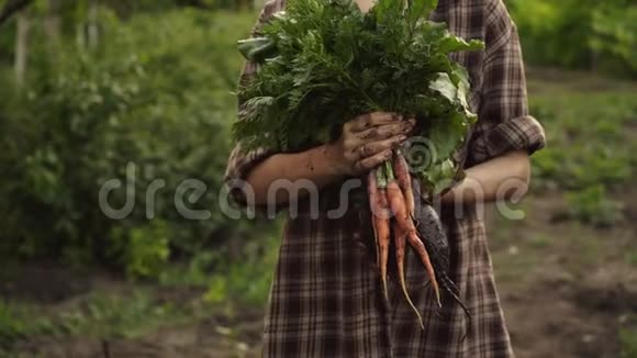 农民手里拿着一堆新鲜的有机胡萝卜和甜菜蔬菜在日落的光线下生态农场里滴着水滴视频的预览图