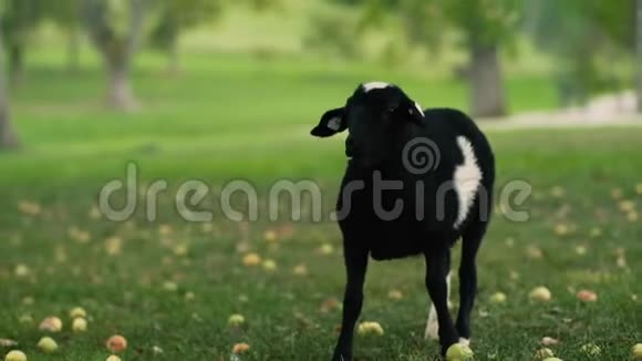 苹果树下的黑羊肉视频的预览图