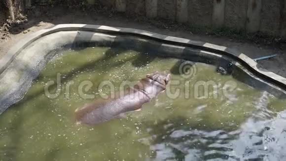 棕色河马在游泳池里游泳从炎热中逃脱视频的预览图