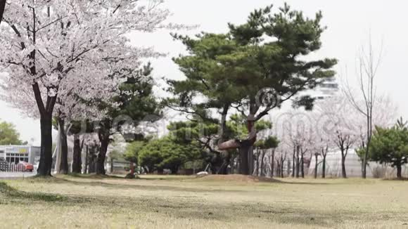 到韩国美丽的小巷春天樱花盛开视频的预览图