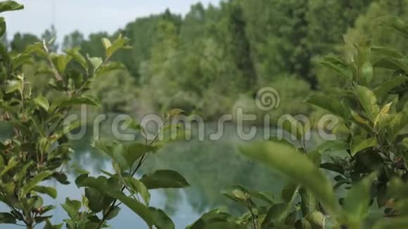 春天满是漂浮的白杨树的池塘景色视频的预览图