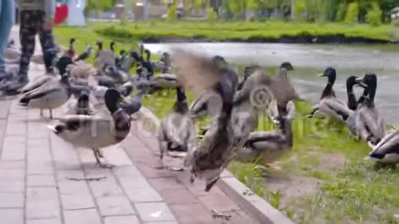 一大群鸟从城市池塘的岸边起飞近距离射击很不错视频的预览图