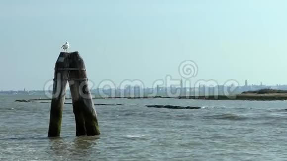 海鸥鸟栖息在木泊木杆上望着威尼斯的大海视频的预览图