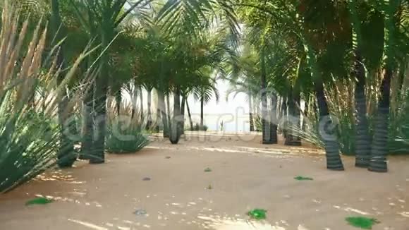 沙漠中令人惊叹的绿洲天气晴朗远山沙丘棕榈树和闷热的天空视频的预览图