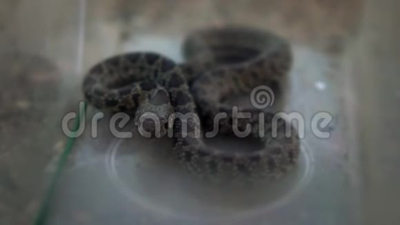慢动作光滑的蛇盘绕取出玻璃盒内的舌头视频的预览图