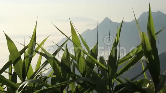 田野里的绿叶在山顶和早晨的雾中随风移动视频的预览图
