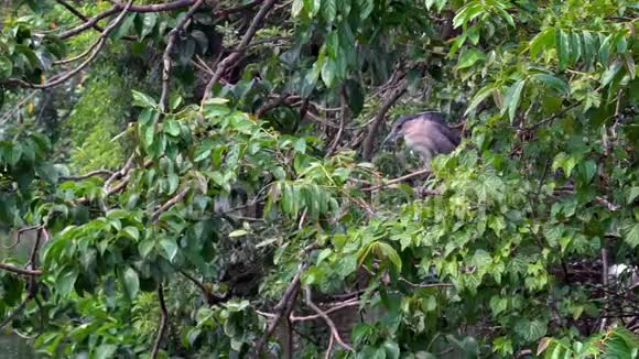 慢动作鸟黑冠夜鹭生活在绿树上视频的预览图