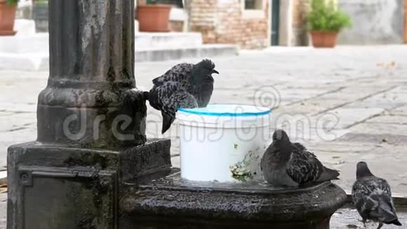 意大利有两只鸽子在喷水池里洗澡鸽子洗澡视频的预览图