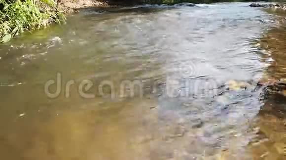 林中小溪流中的流水视频的预览图