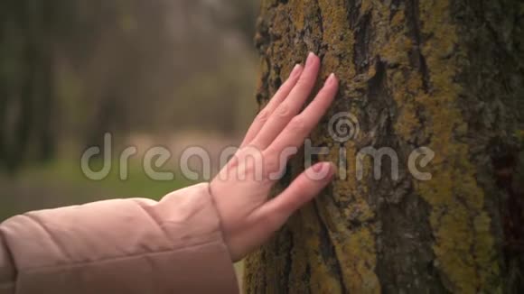 一只雌性的手靠近森林中的树干视频的预览图